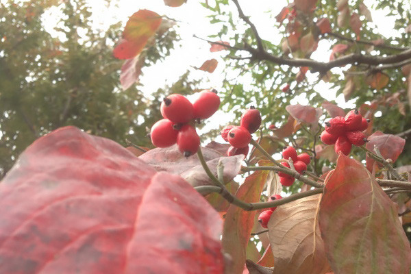 Red leaves and berries