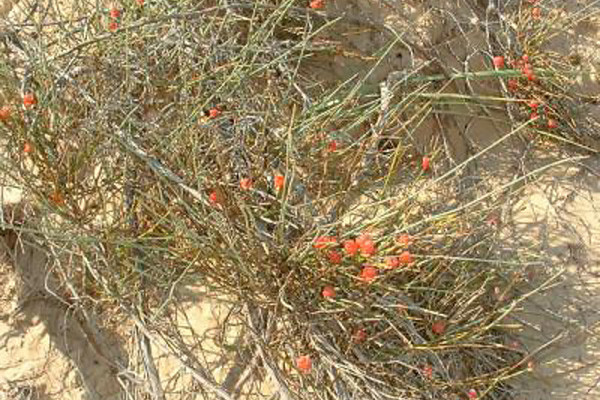 Ephedra