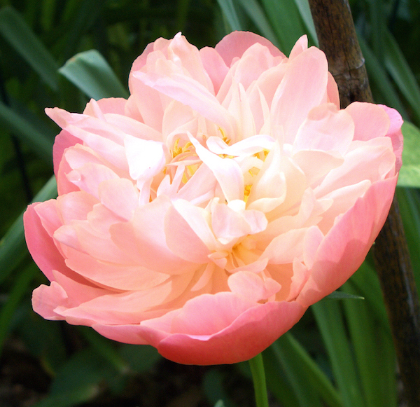 Peony flower