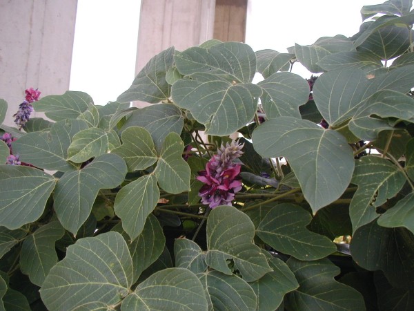 Kudzu vine