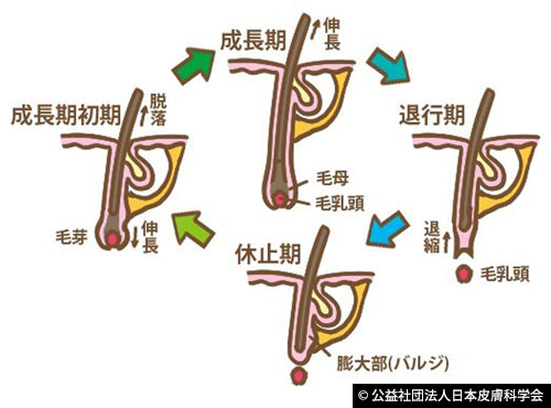 Hair cycle diagram by the Japanese Dermatological Association